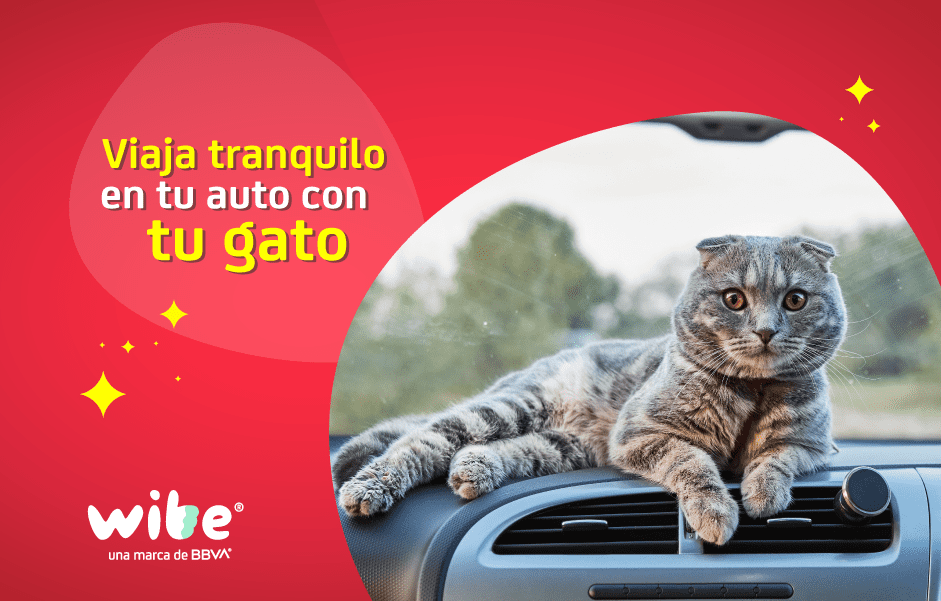 gato en carro, día del gato, tips de seguridad al viajar con un michi en auto