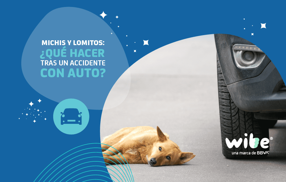 qué hacer si atropellan a mi perro, qué hago si atropellan a mi mascota, seguro para mascotas, seguro para perros, seguro para gatitos, seguro médico para mascotas, veterinarios, consulta veterinarios