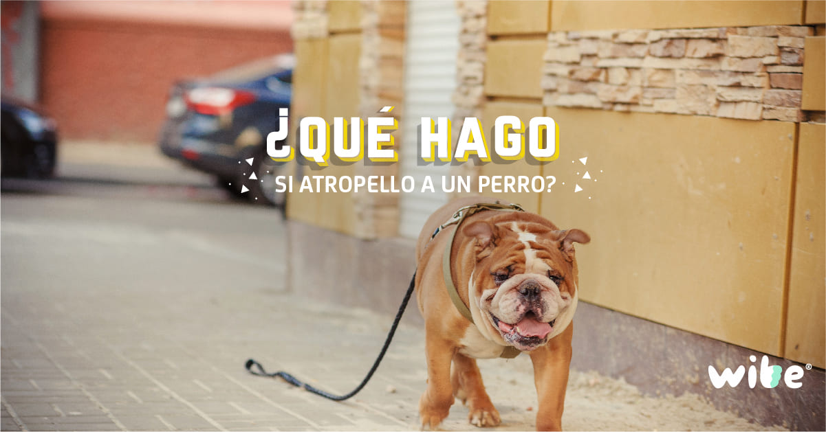 ¡Urgente! Atropellé Un Animal ¿Qué Hago Con Mi Seguro? - n2m2h5d